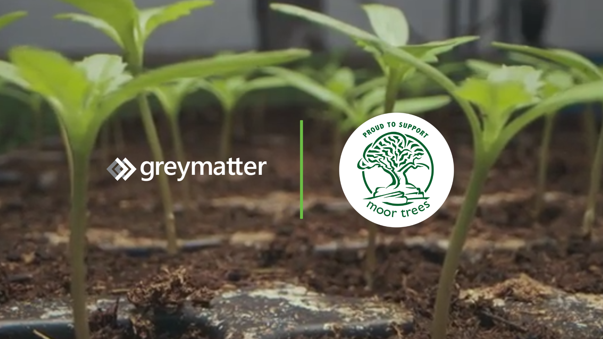 Shows Grey Matter and Moors Trees logos to illustrate their partnership